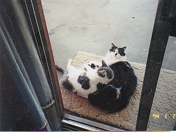 2 cats at door