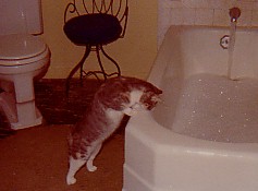 cat with bubble bath
