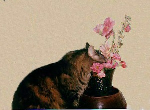cat smelling flowers