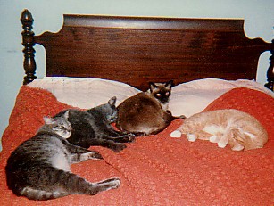 cats on bed