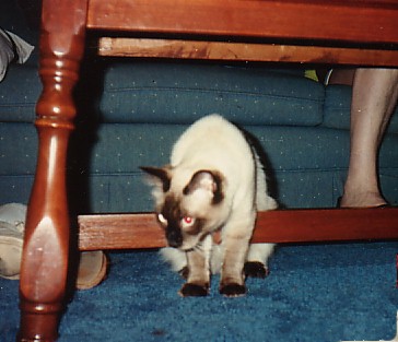 cat under table