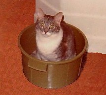 cat in washtub