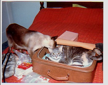 cats with suitcase